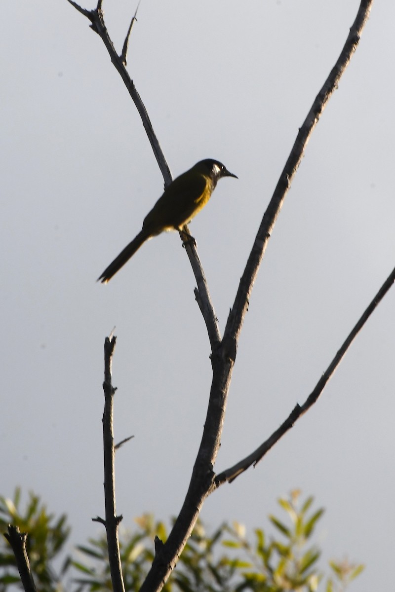 White-eared Honeyeater - ML642055273