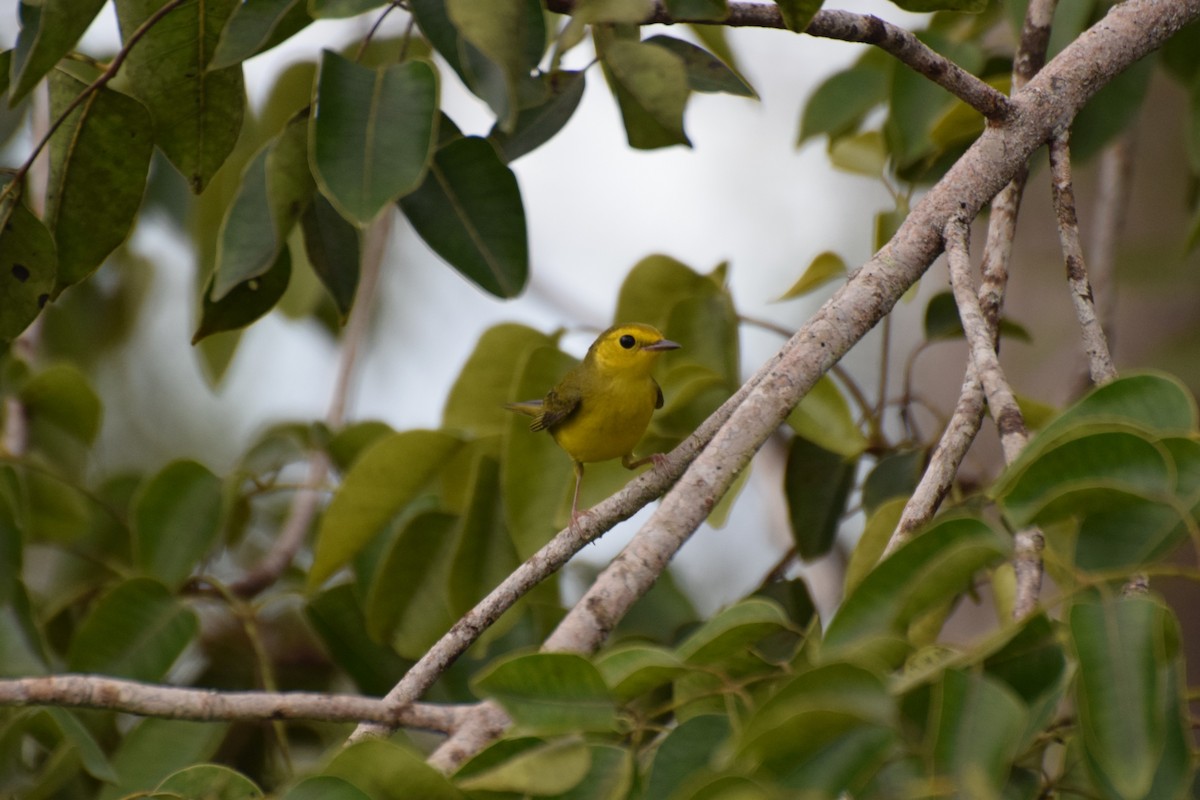 Hooded Warbler - ML642055274