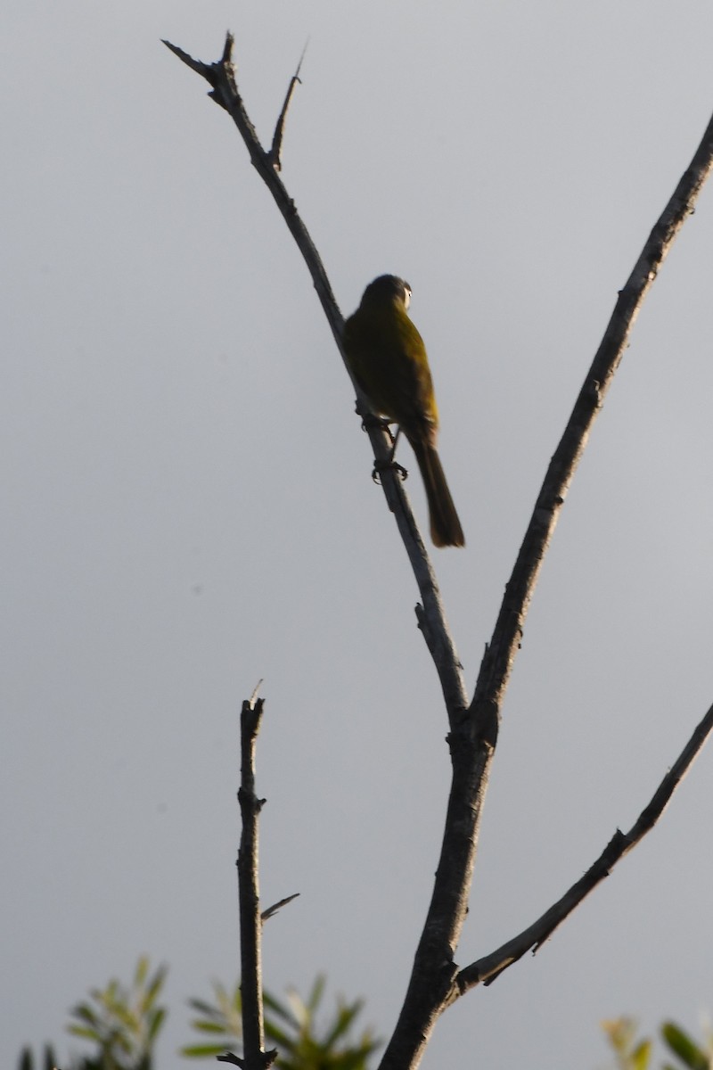 White-eared Honeyeater - ML642055275