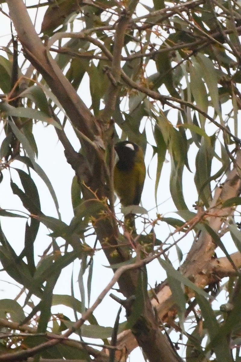 White-eared Honeyeater - ML642055277