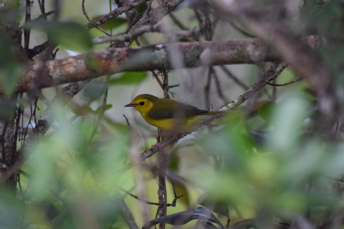 Hooded Warbler - ML642055278