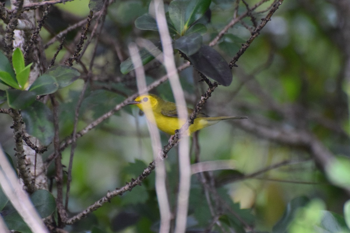 Hooded Warbler - ML642055281
