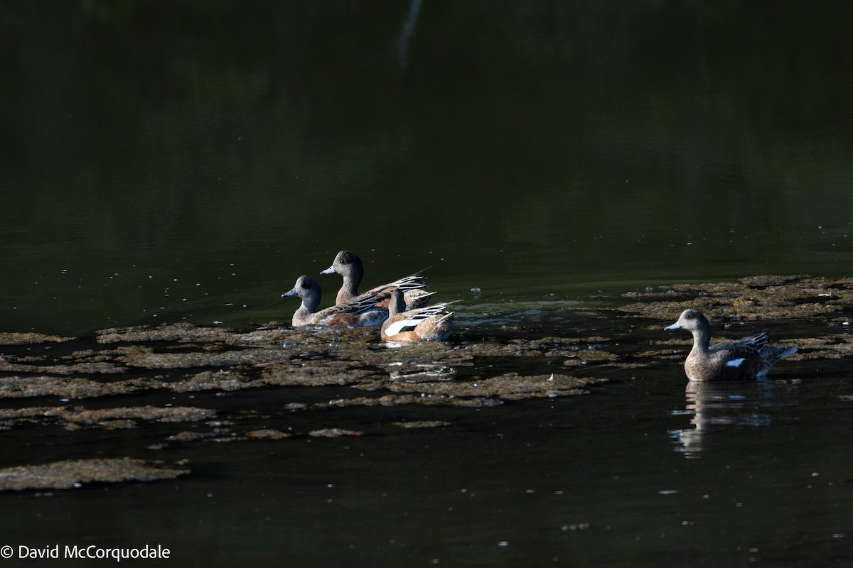 American Wigeon - ML642055283