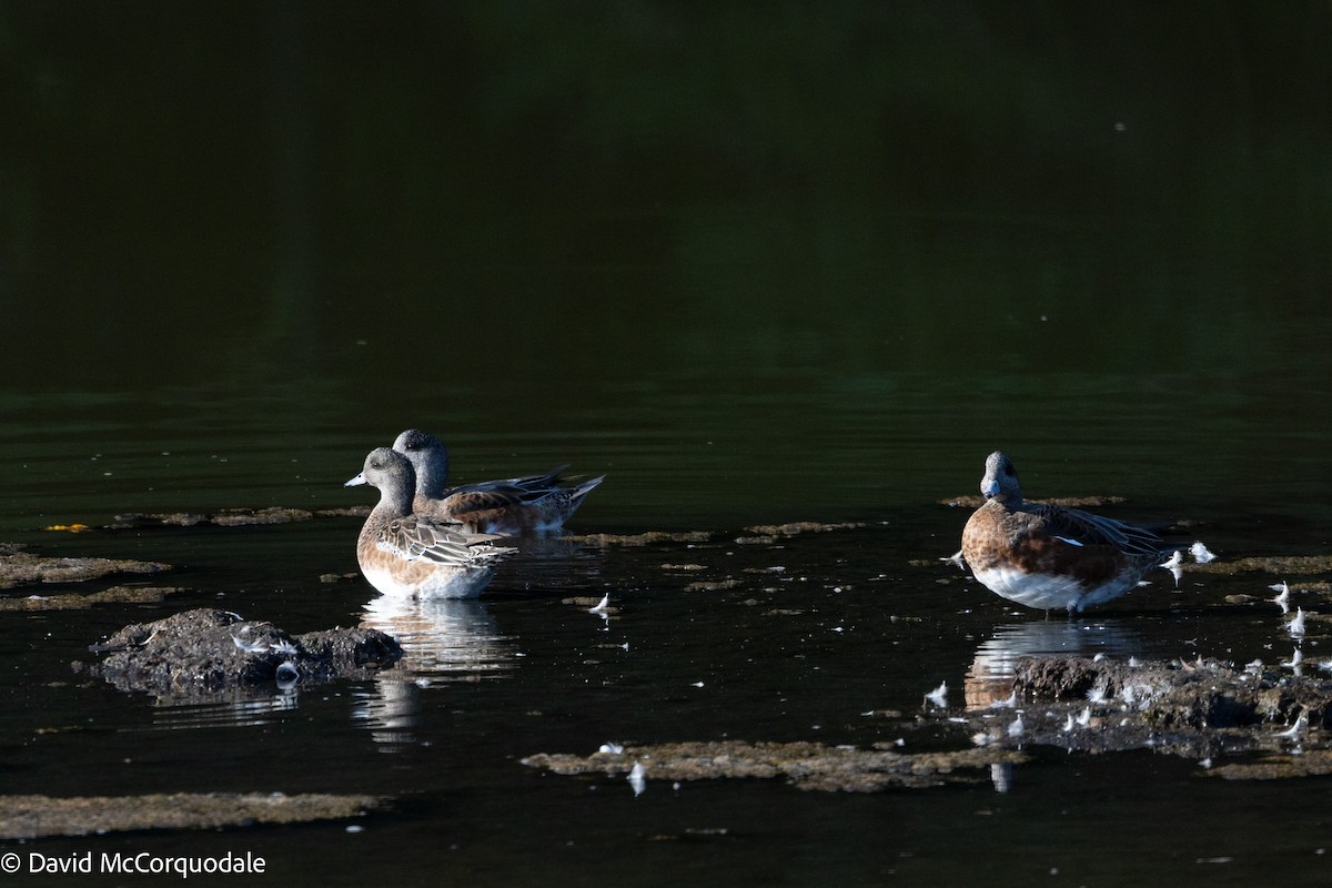 American Wigeon - ML642055284