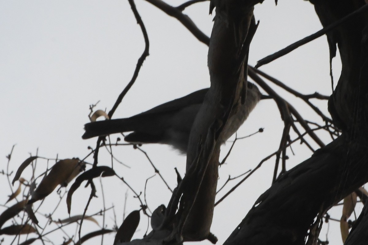Gray Shrikethrush - ML642055285