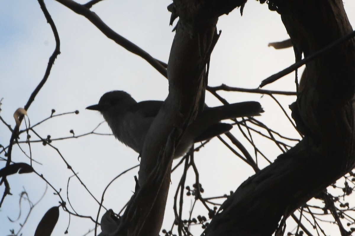 Gray Shrikethrush - ML642055286