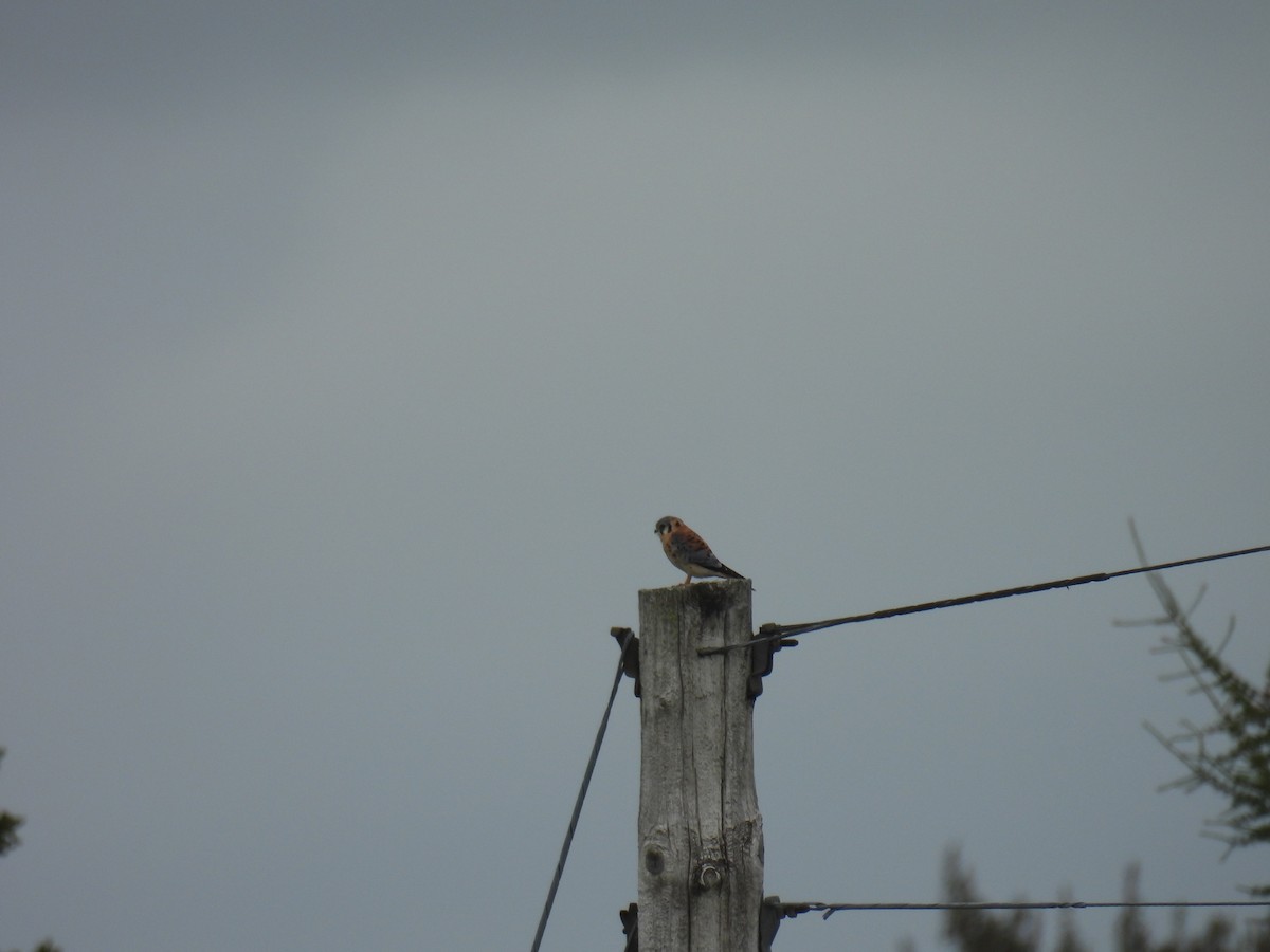 American Kestrel - ML642055287