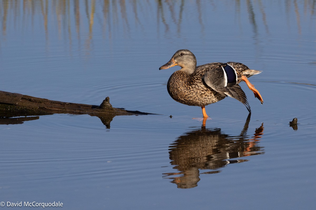 Mallard - ML642055288