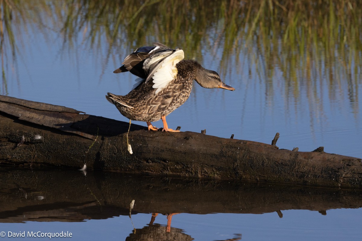 Mallard - ML642055289