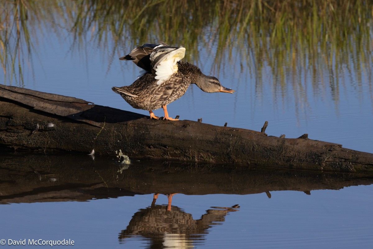 Mallard - ML642055290