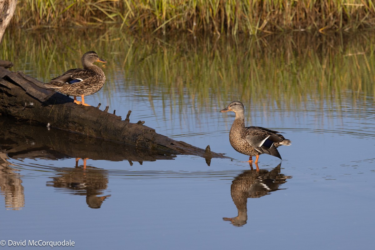 Mallard - ML642055291