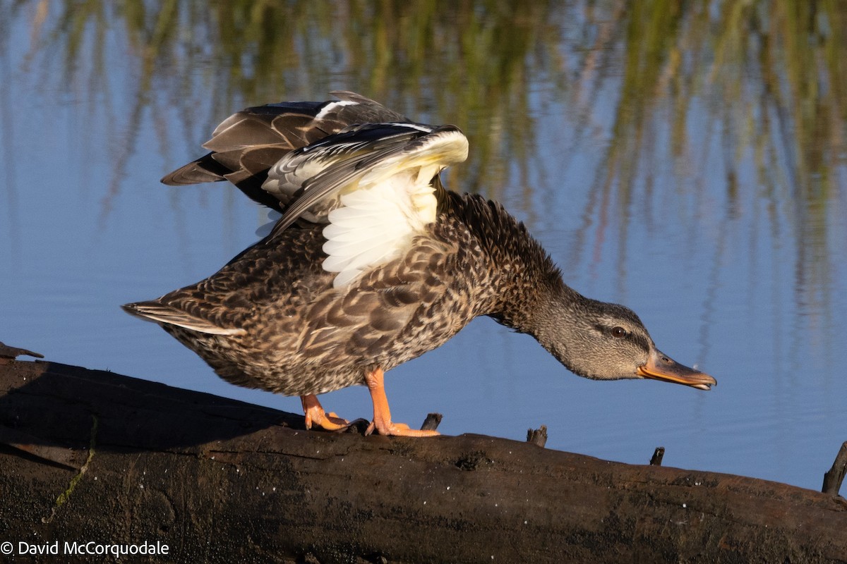 Mallard - ML642055292