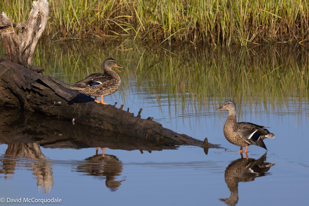 Mallard - ML642055293