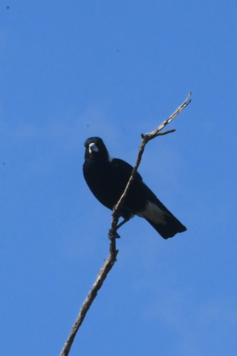 Australian Magpie - ML642055300