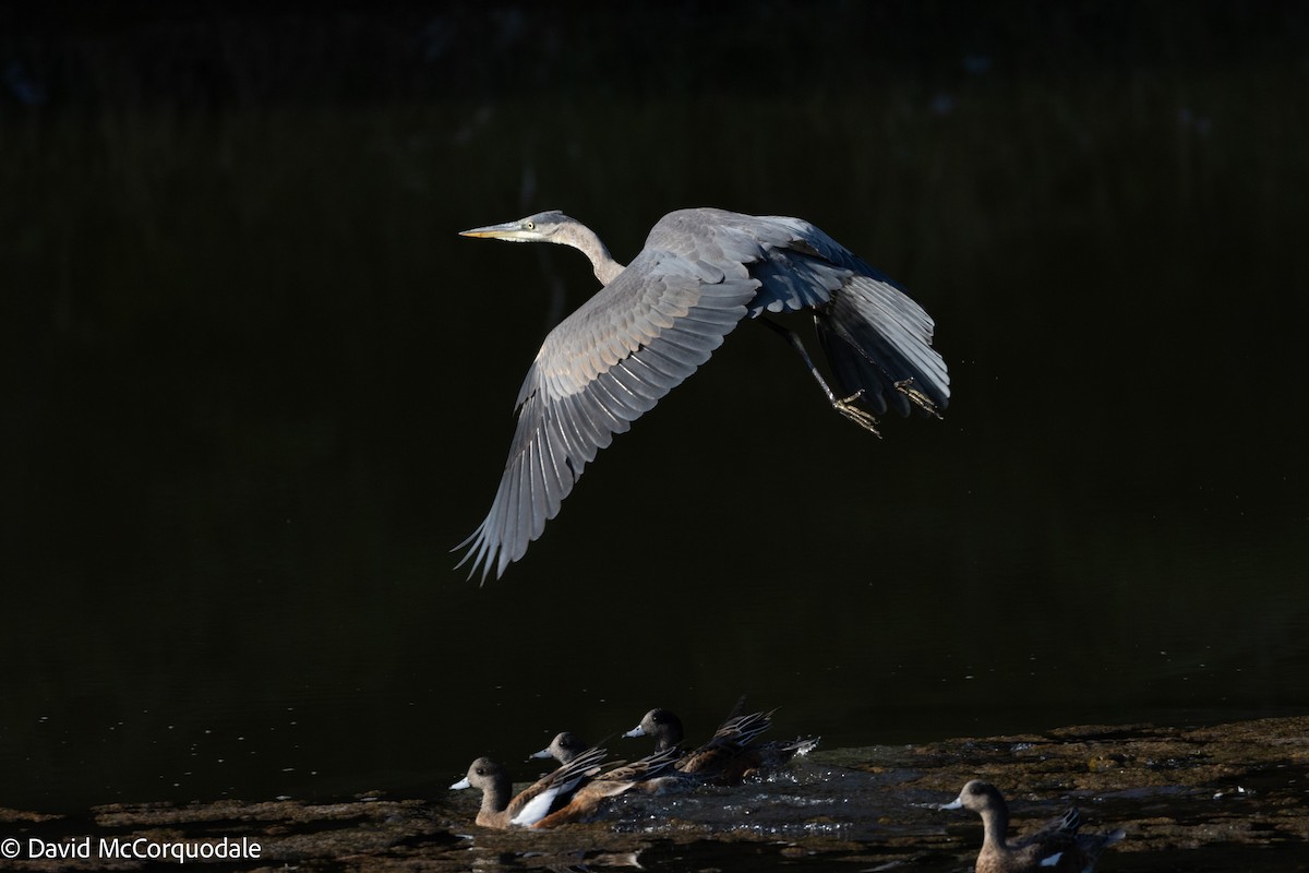 Great Blue Heron - ML642055301