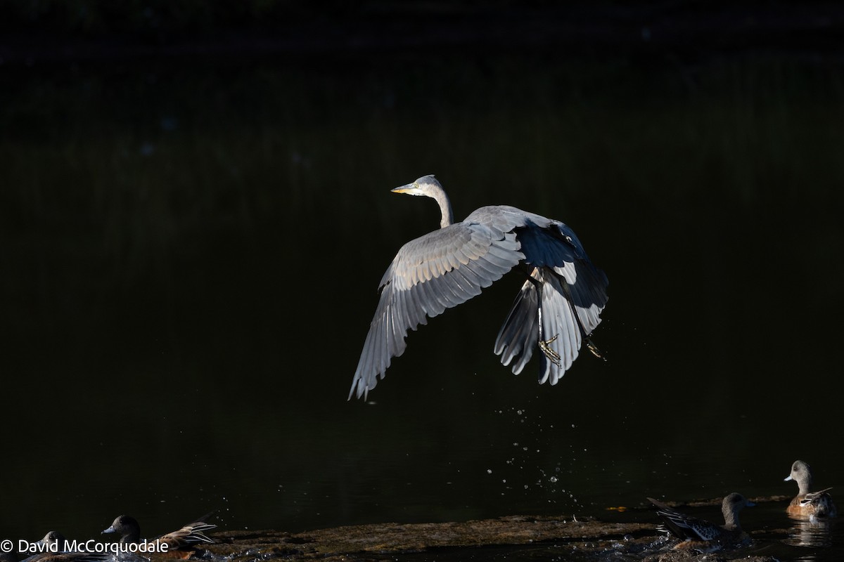 Great Blue Heron - ML642055302