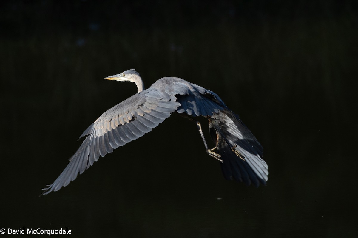 Great Blue Heron - ML642055303