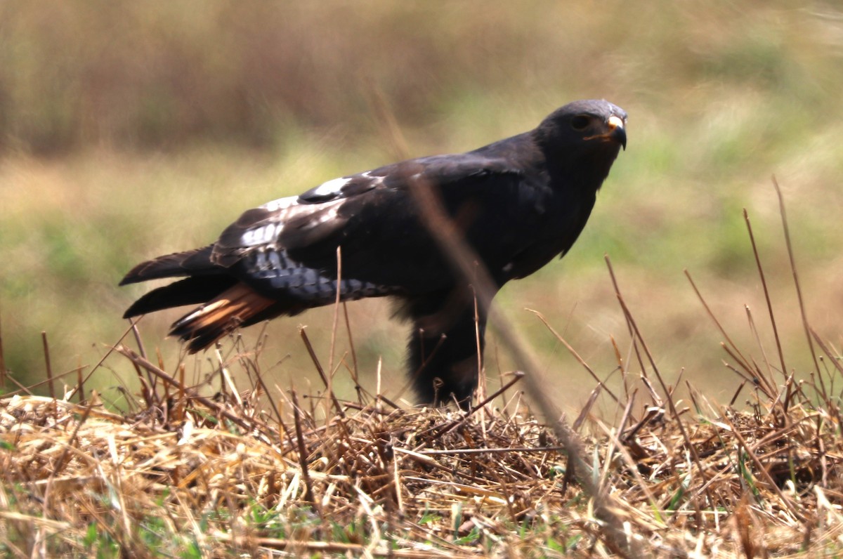 Augur Buzzard - ML642055326