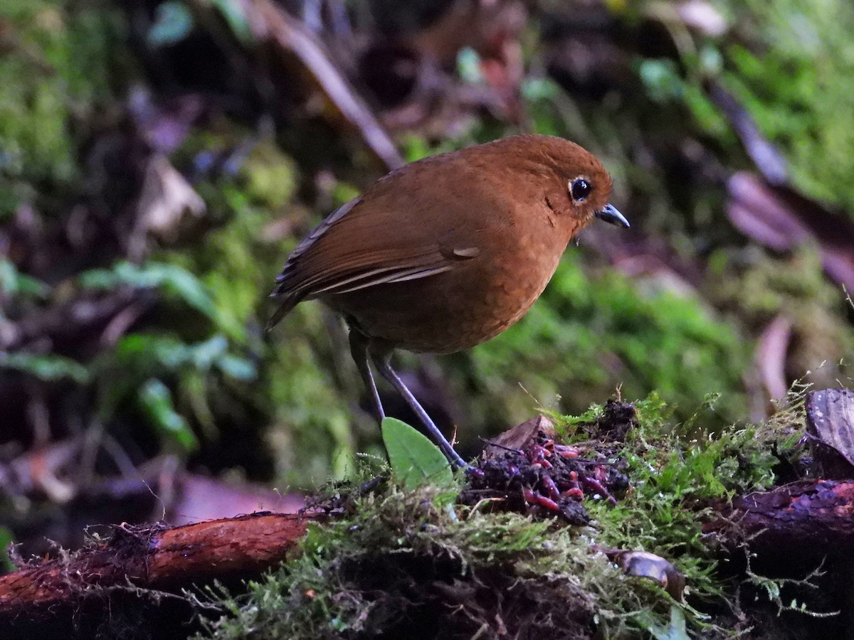 Urubamba Antpitta - ML642055330
