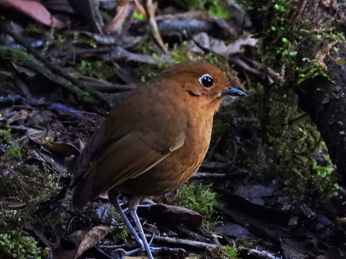 Urubamba Antpitta - ML642055333
