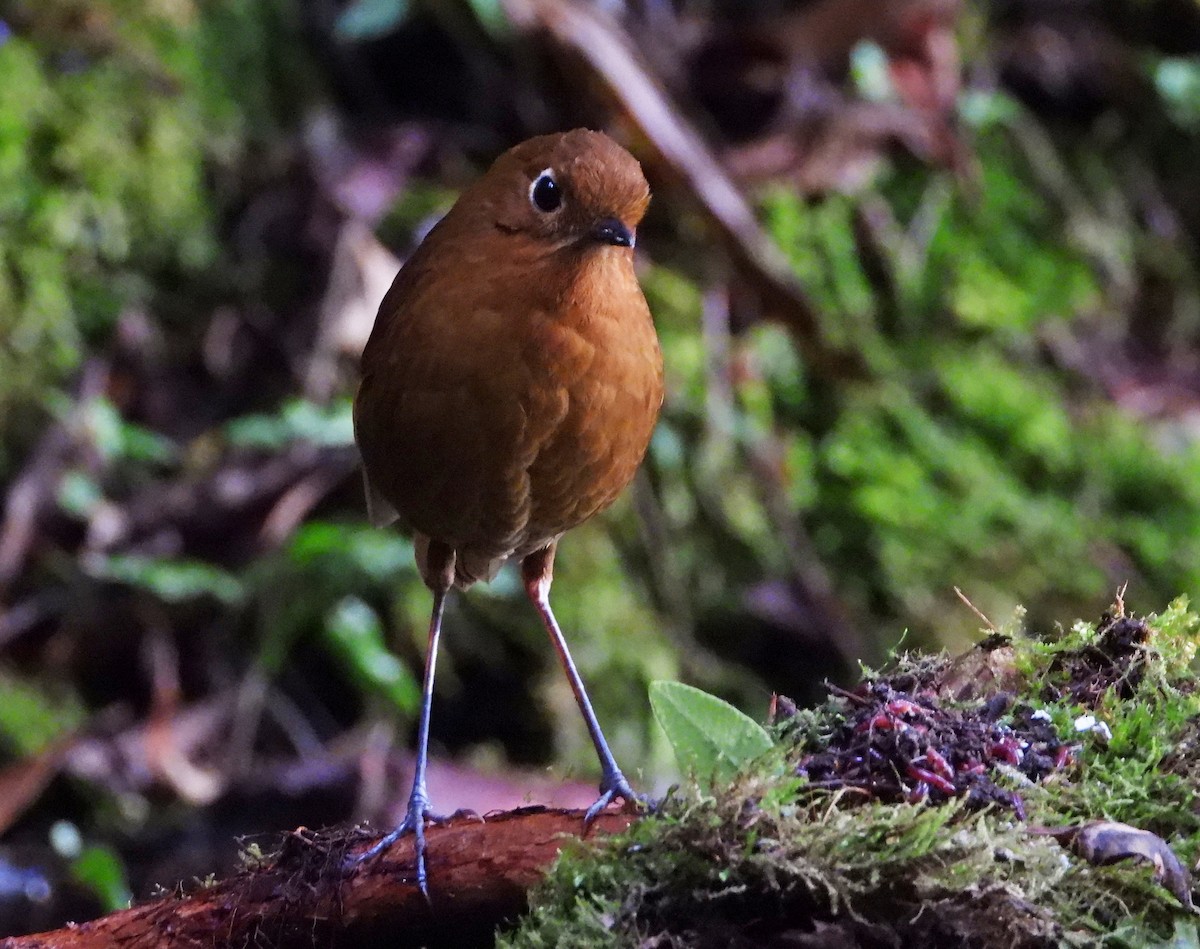Urubamba Antpitta - ML642055336