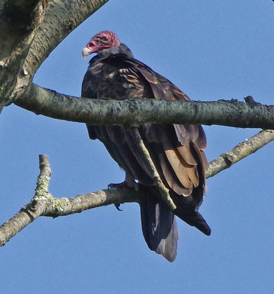 Turkey Vulture - ML642055355