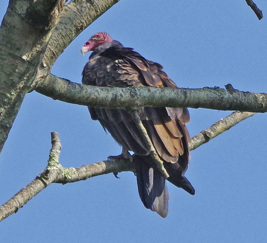 Turkey Vulture - ML642055356