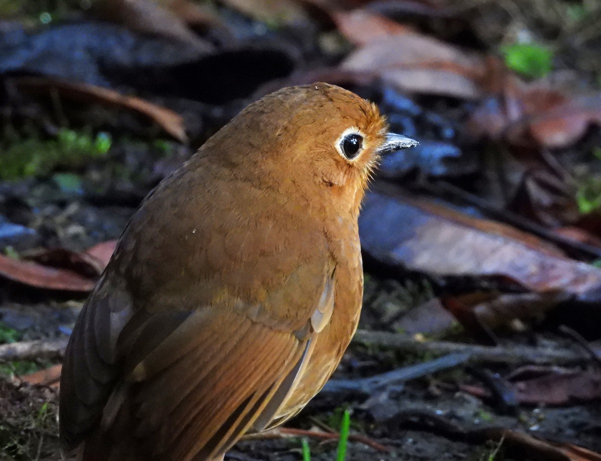 Urubamba Antpitta - ML642055358