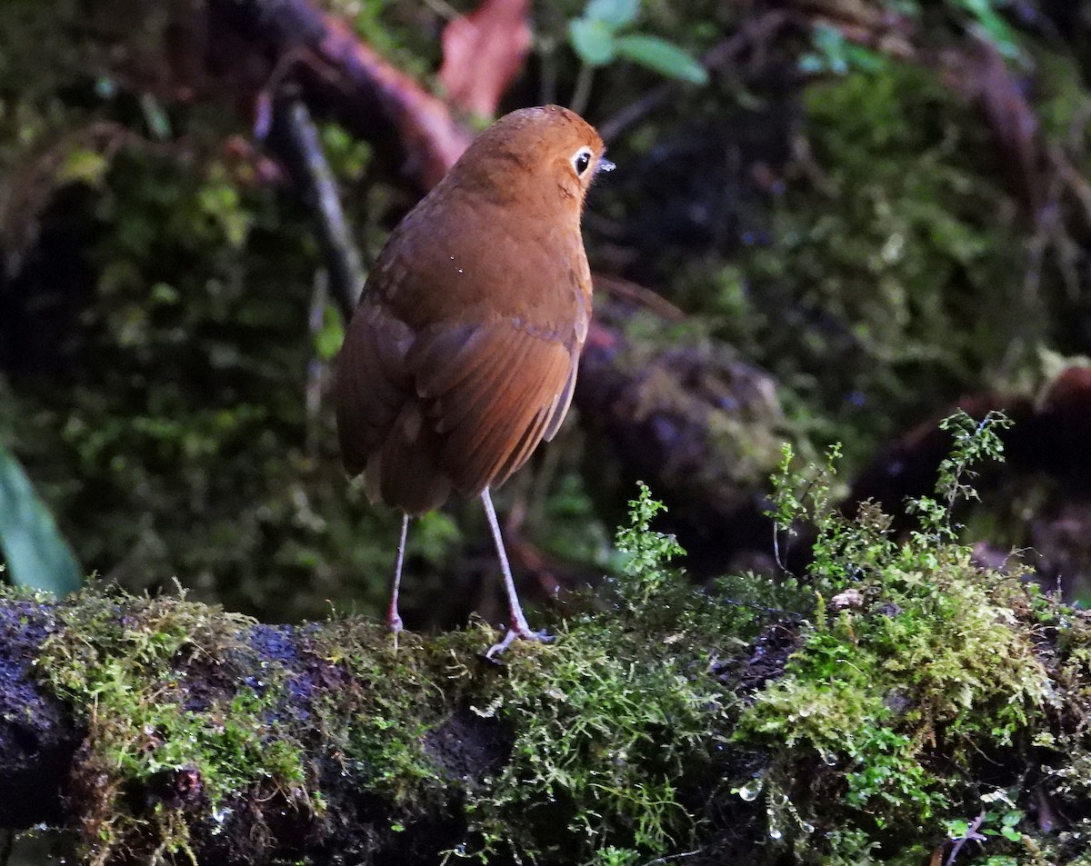 Urubamba Antpitta - ML642055363
