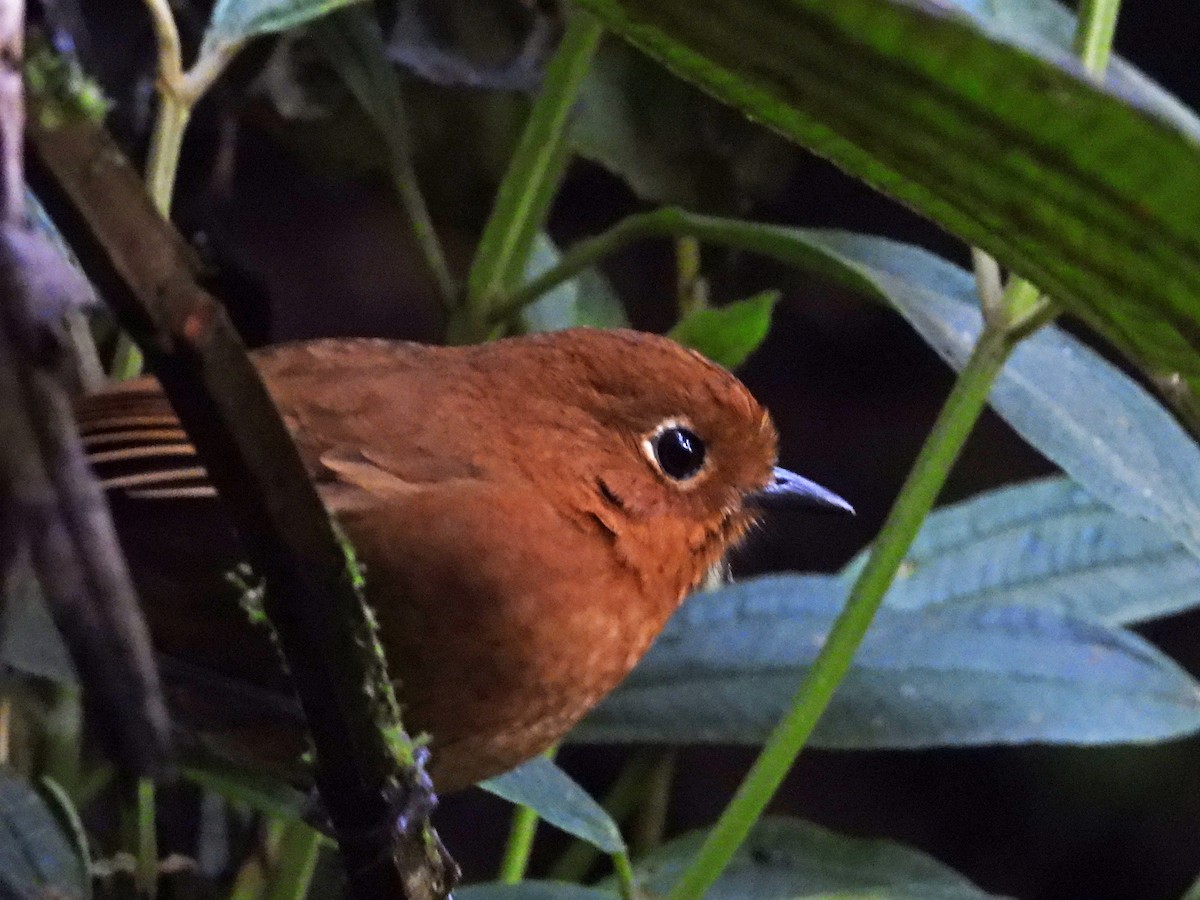 Urubamba Antpitta - ML642055365