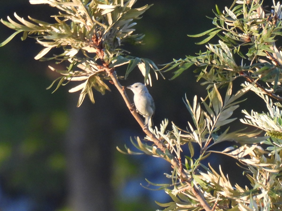 Sayaca Tanager - ML642055366