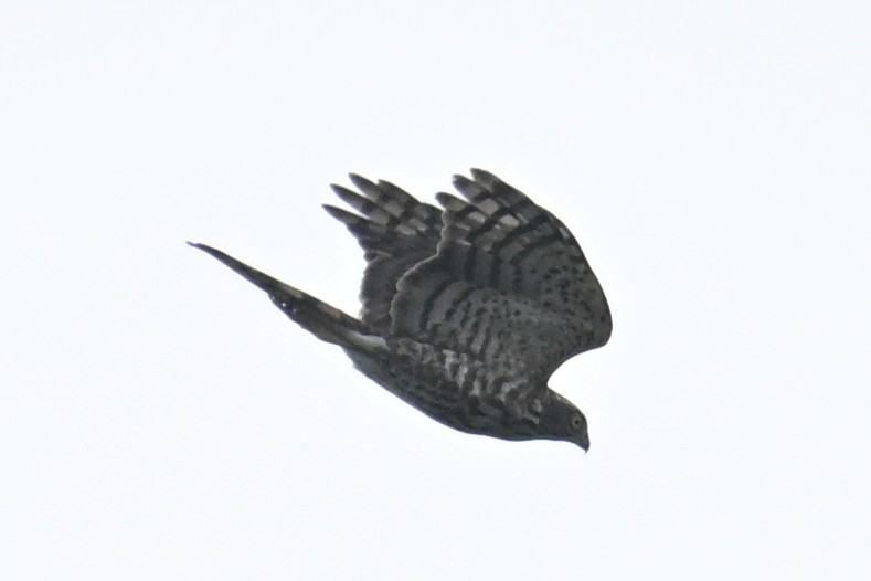 Besra - ML642055372