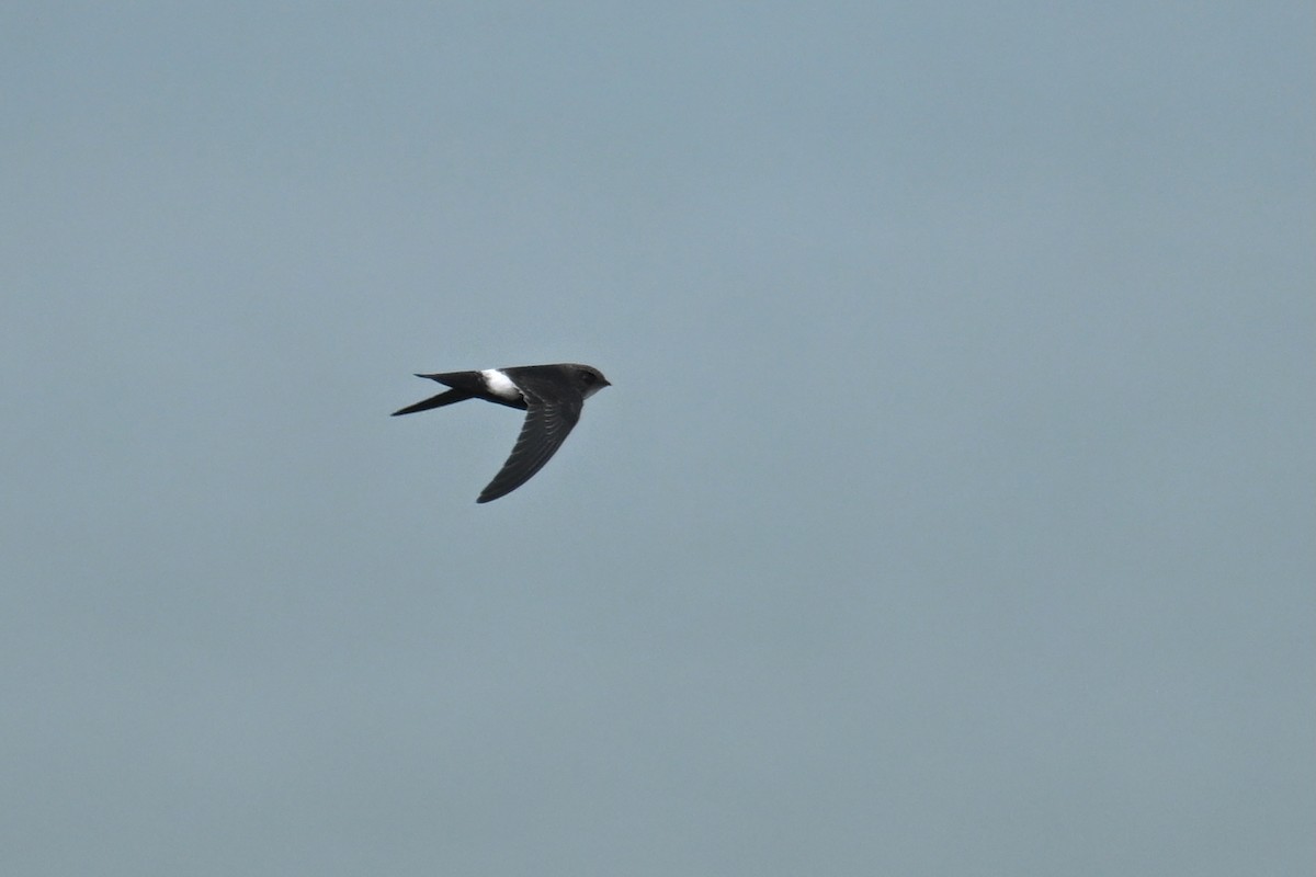 House Swift - ML642055378