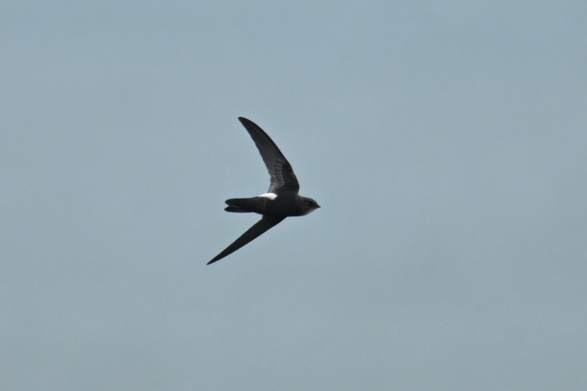 House Swift - ML642055379
