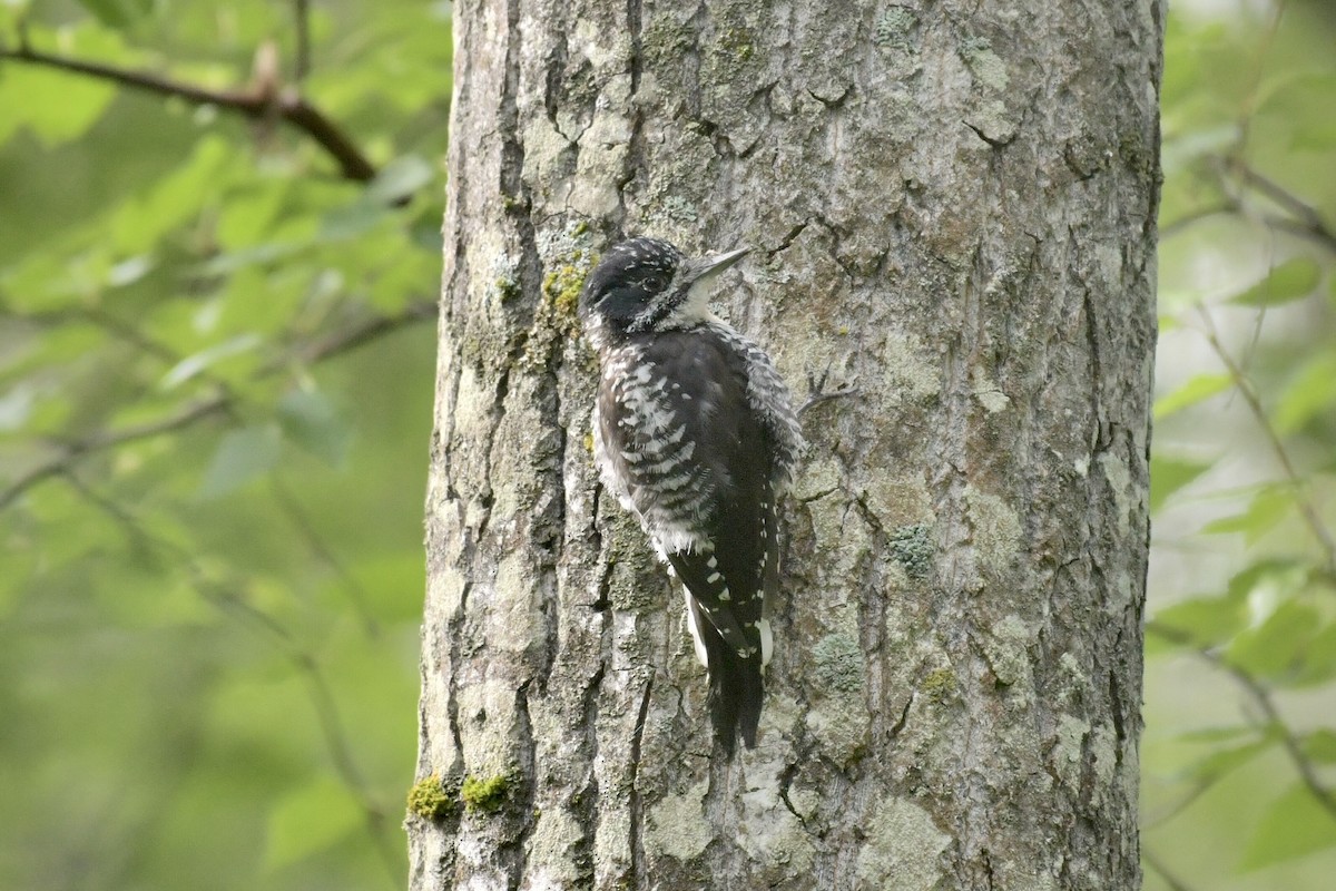 American Three-toed Woodpecker - ML642055381