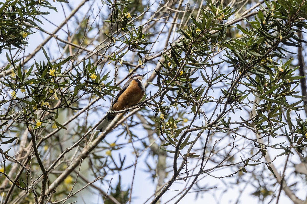 Eastern Spinebill - ML642055390