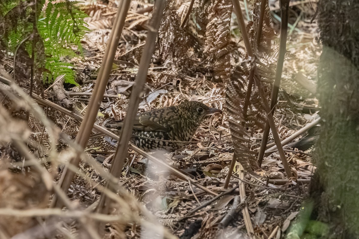 Bassian Thrush - ML642055391