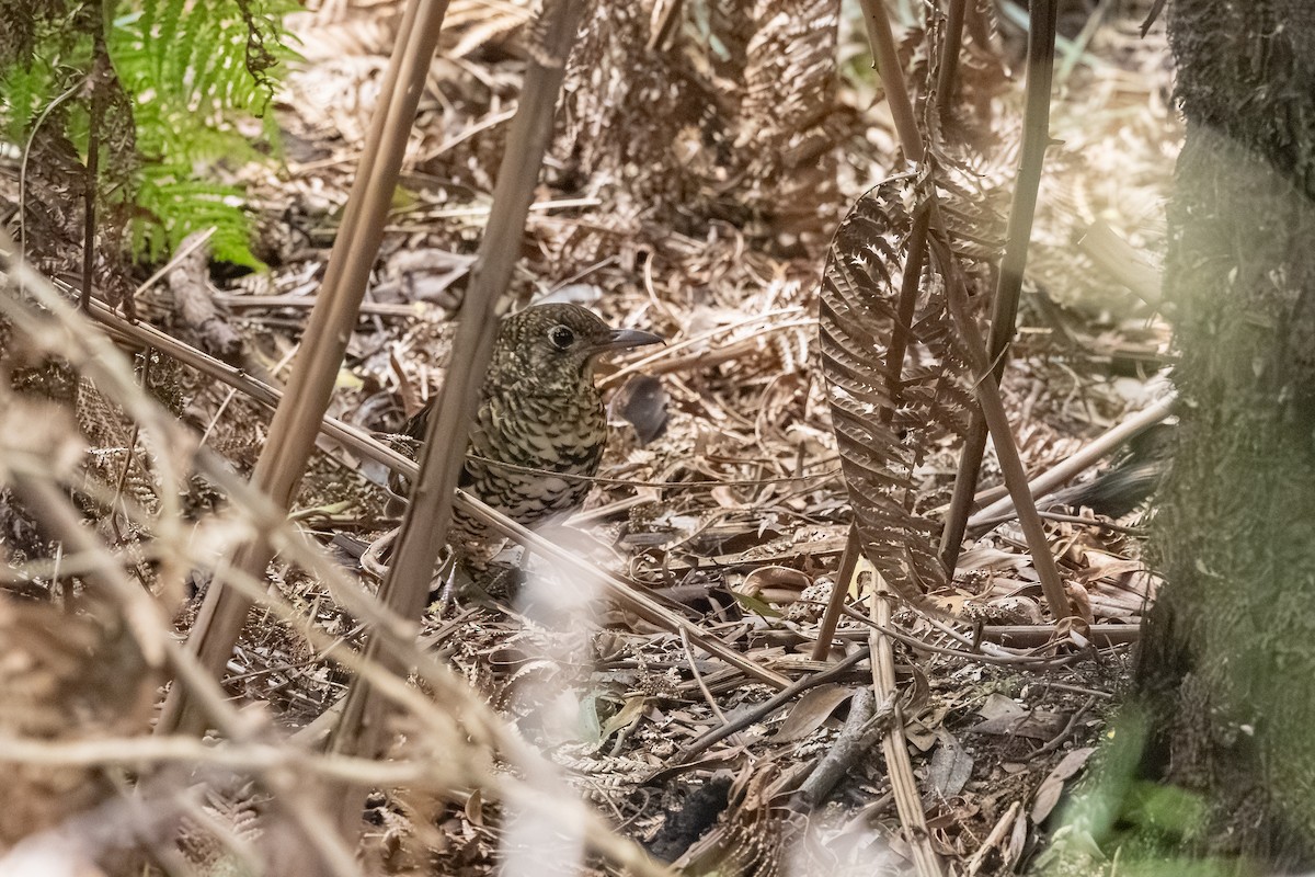 Bassian Thrush - ML642055392
