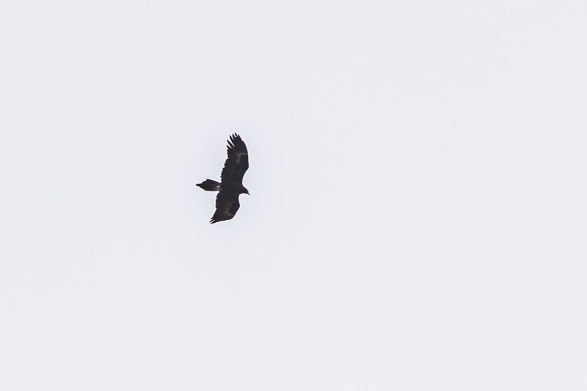 Wedge-tailed Eagle - ML642055402