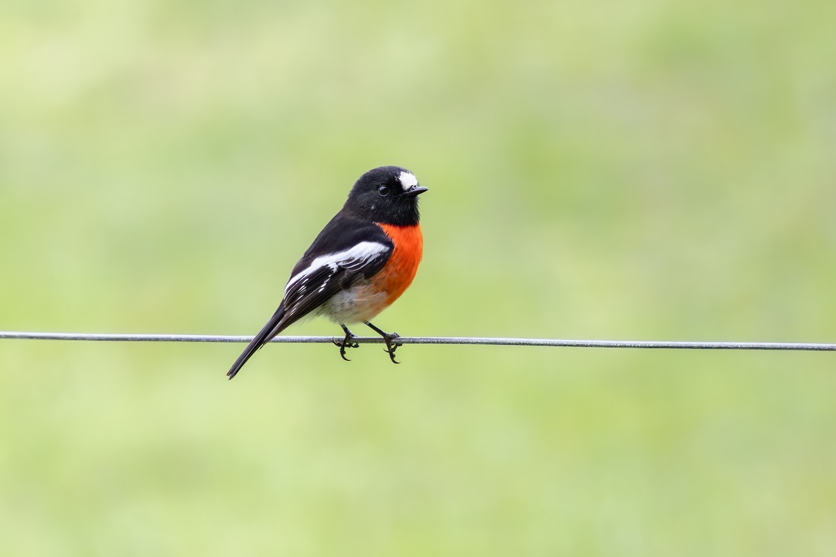 Scarlet Robin - ML642055404