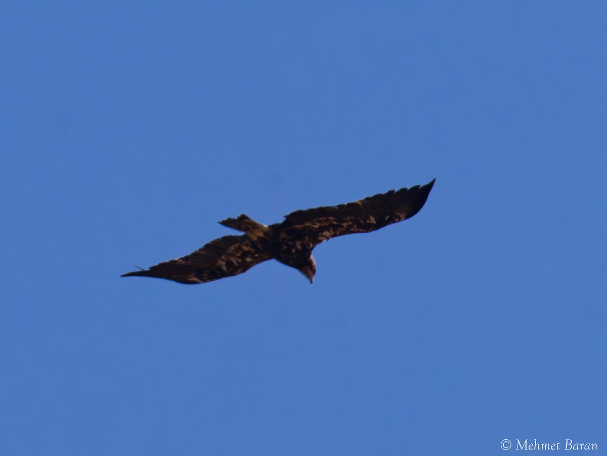 Imperial Eagle - ML642055420