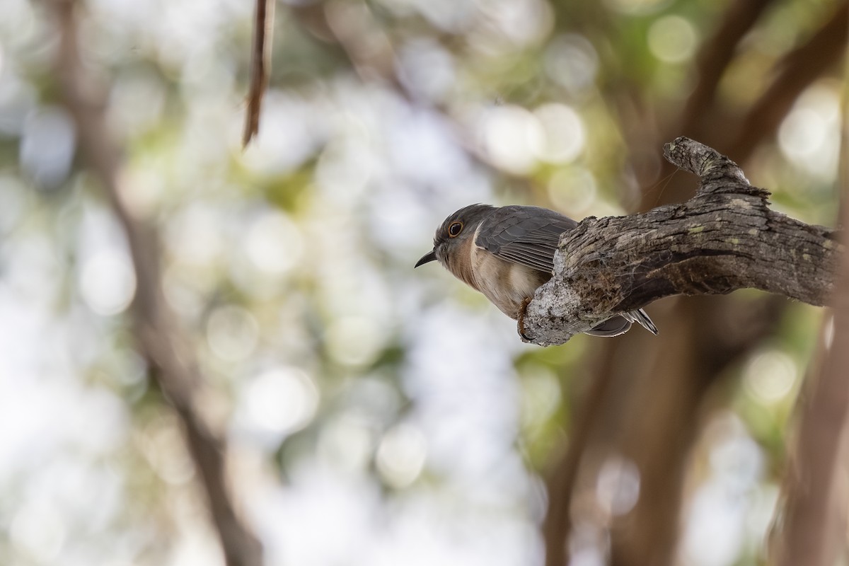 Fan-tailed Cuckoo - ML642055425