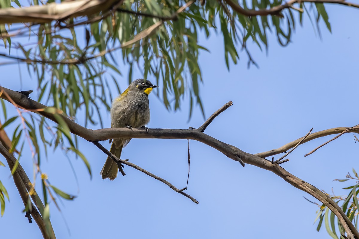 Yellow-throated Honeyeater - ML642055426