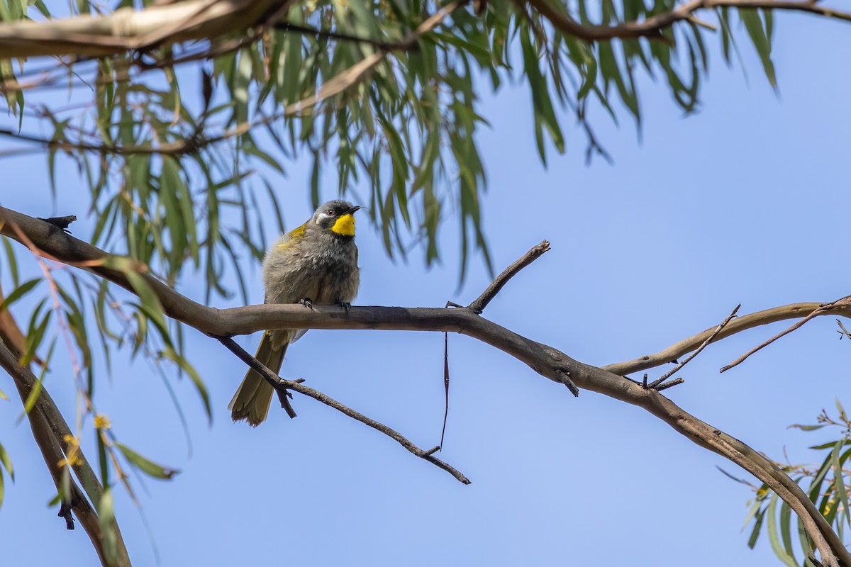 Yellow-throated Honeyeater - ML642055427