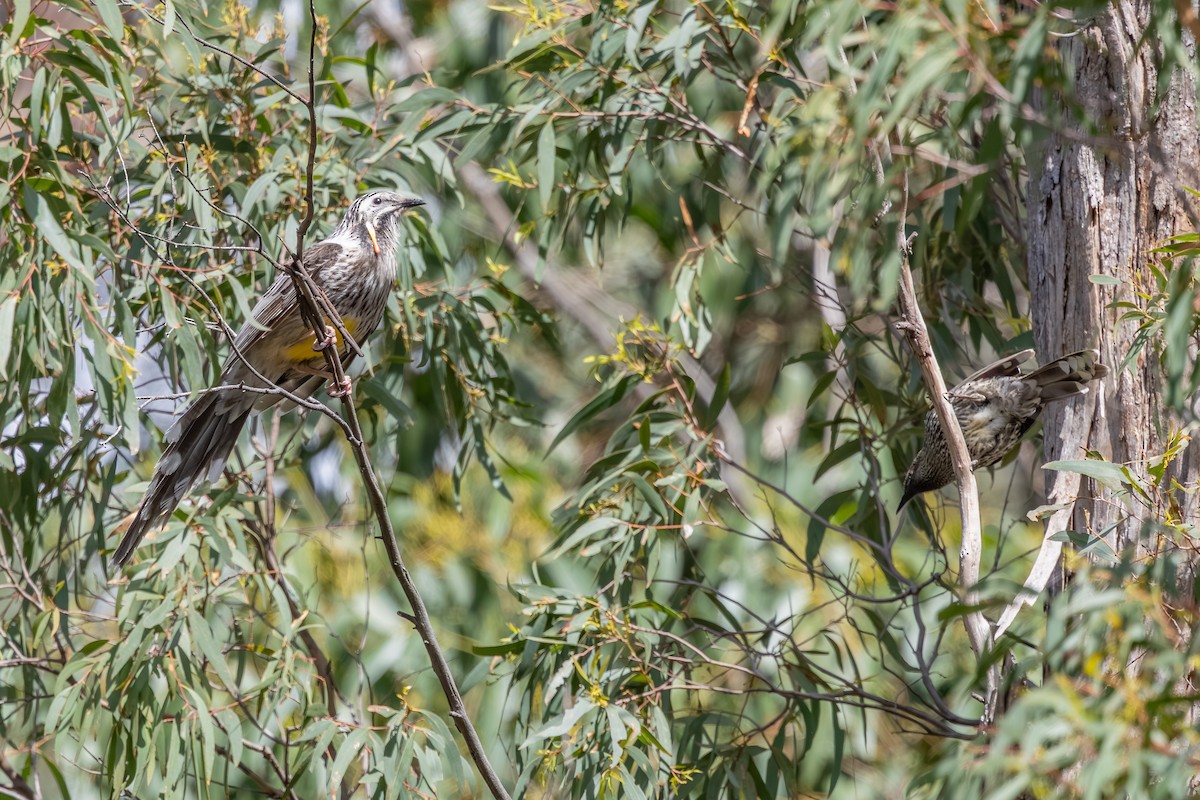 Yellow Wattlebird - ML642055430