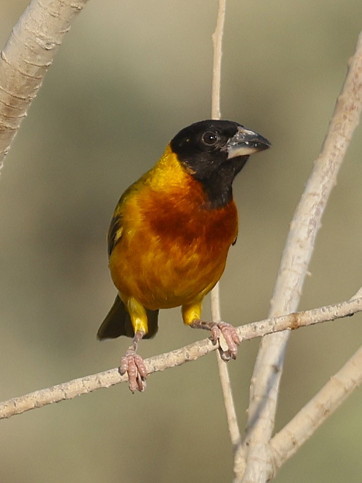 Black-headed Weaver - ML642055463