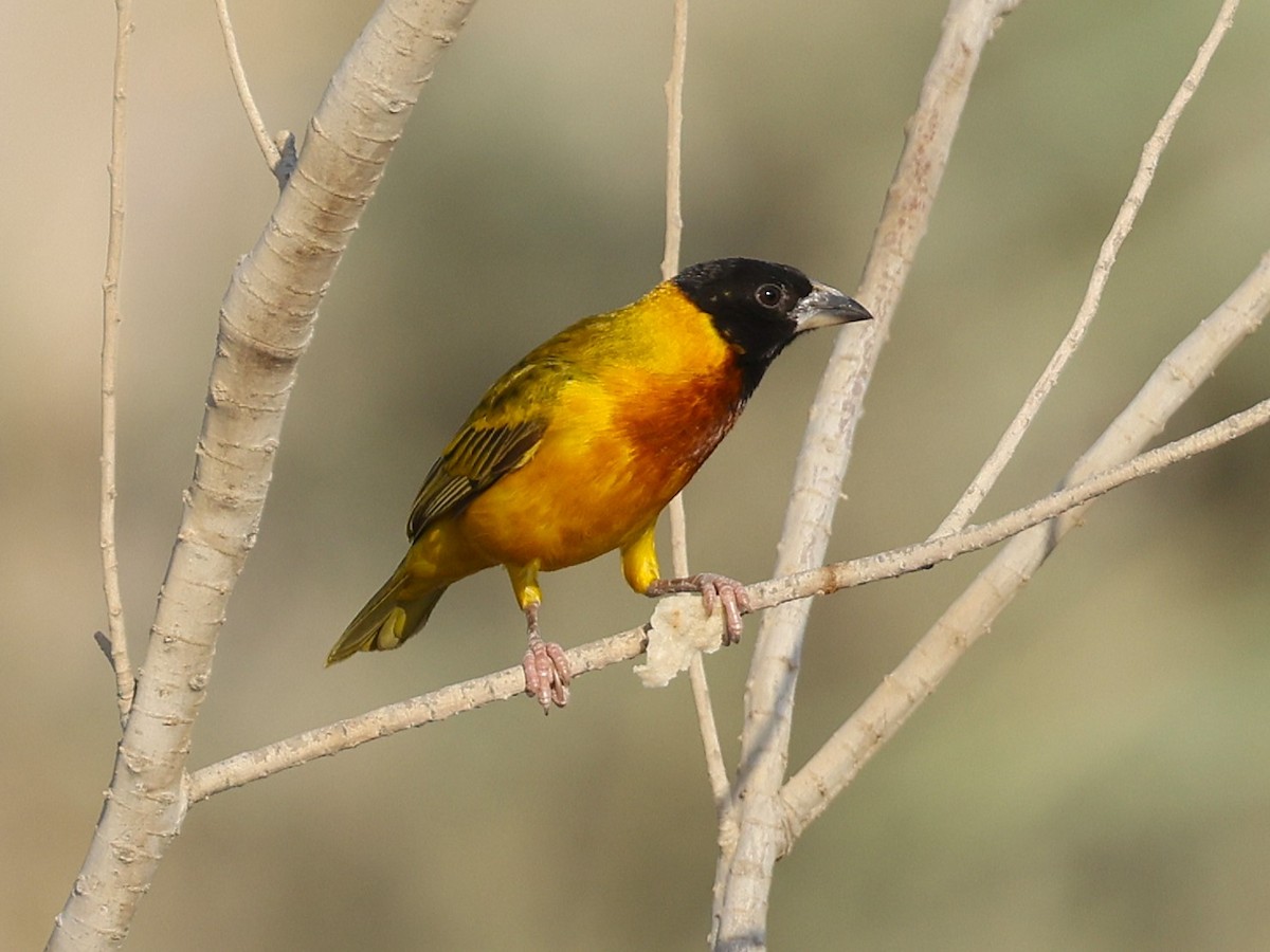 Black-headed Weaver - ML642055464