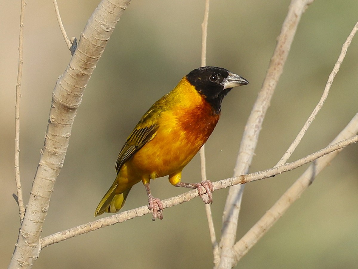 Black-headed Weaver - ML642055465