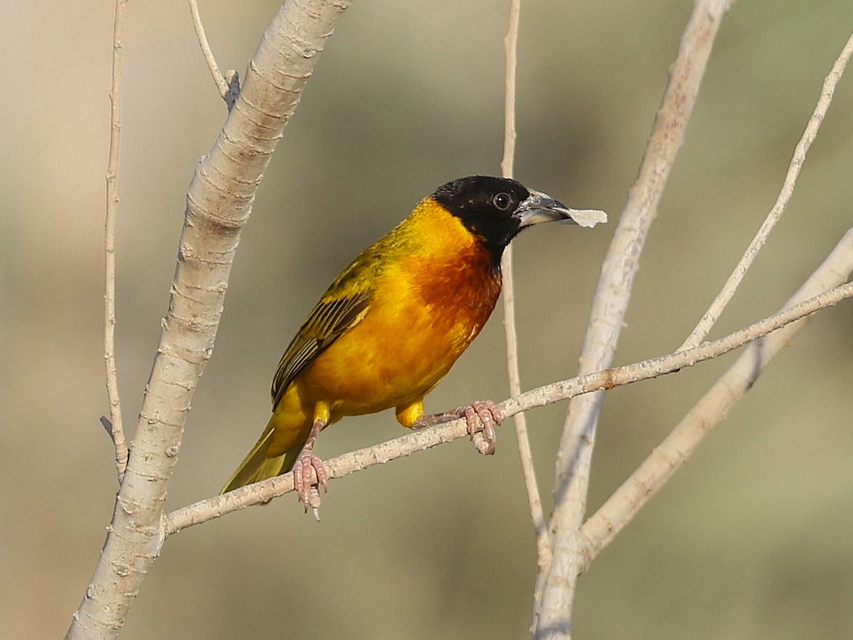 Black-headed Weaver - ML642055466