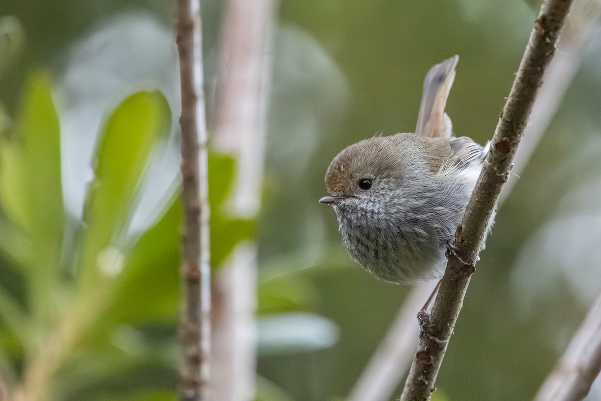 Tasmanian Thornbill - ML642055471
